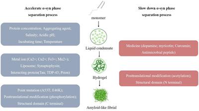 Liquid-liquid phase separation regulates alpha-synuclein aggregate and mitophagy in Parkinson’s disease